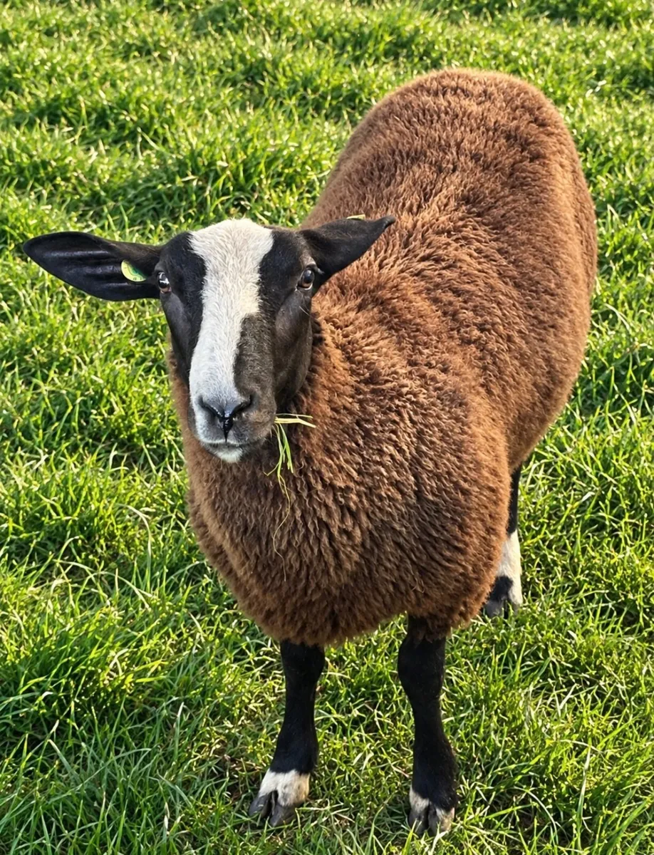4 X Pedigree Zwartble Ram Lambs For Sale - Image 4