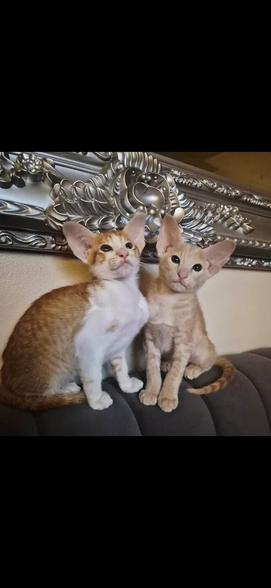 Pedigree Oriental kittens - Image 1