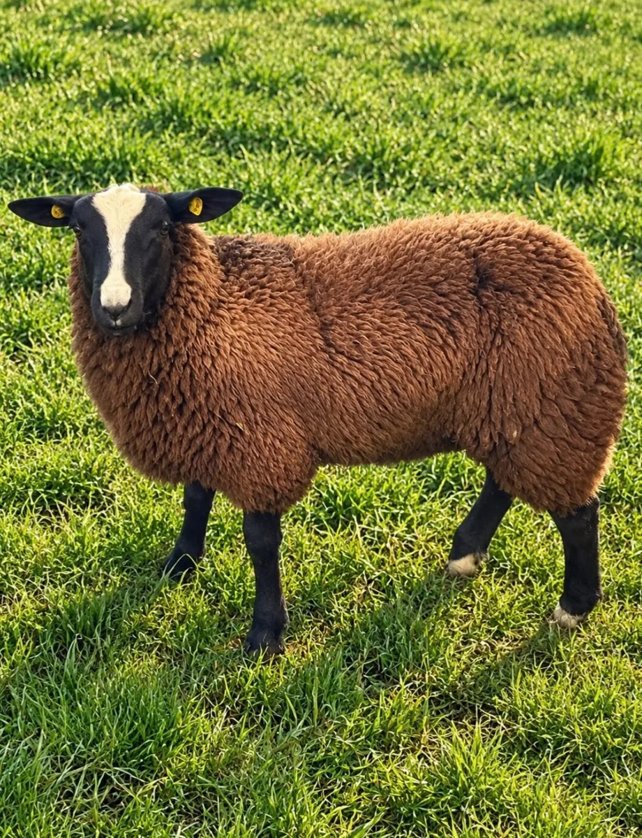 4 X Pedigree Zwartble Ram Lambs For Sale - Image 1