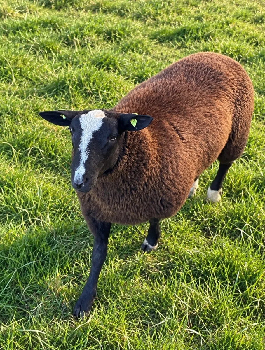 4 X Pedigree Zwartble Ram Lambs For Sale - Image 2