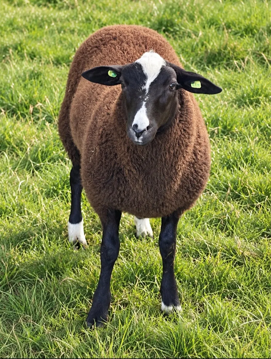 4 X Pedigree Zwartble Ram Lambs For Sale - Image 3