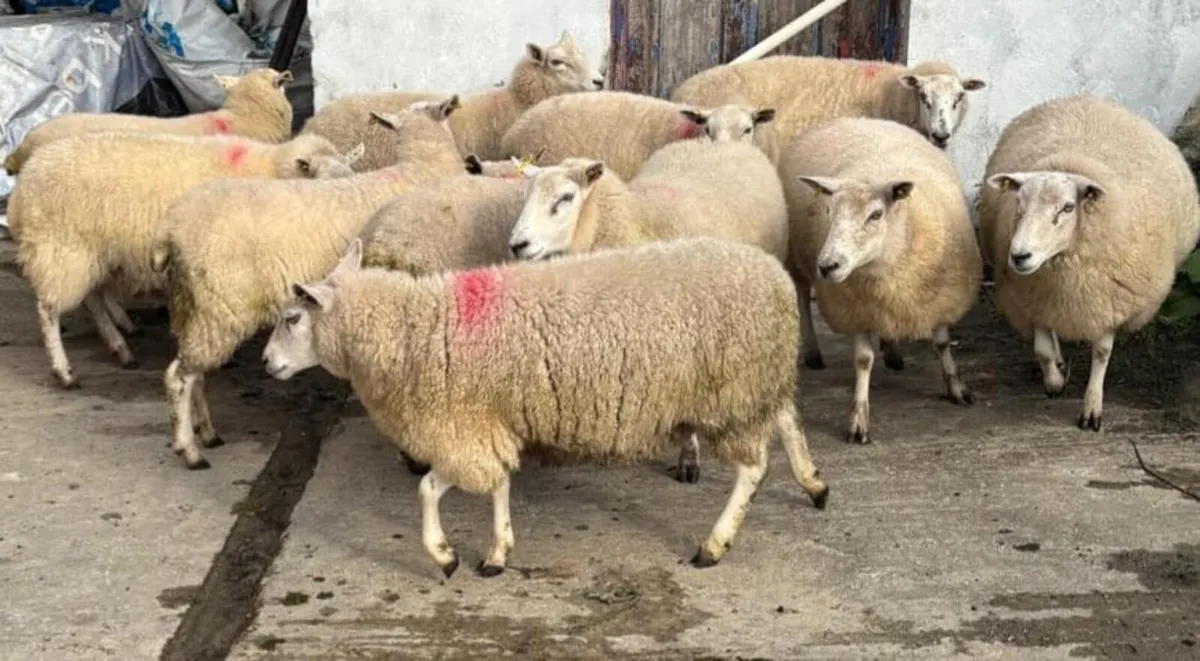 Sheep - Image 3