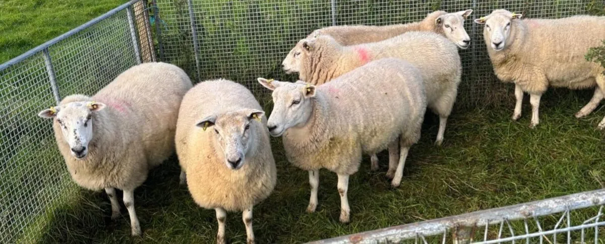 Sheep - Image 1