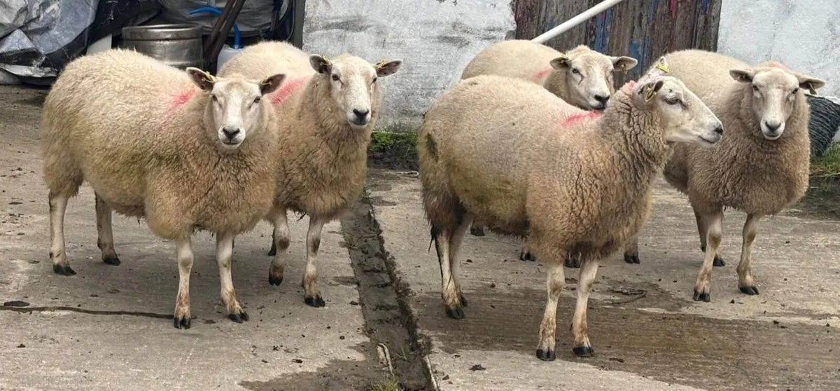 Sheep - Image 2