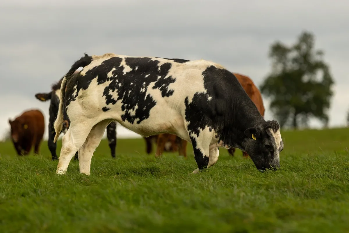 61 Breeding heifers - Image 1