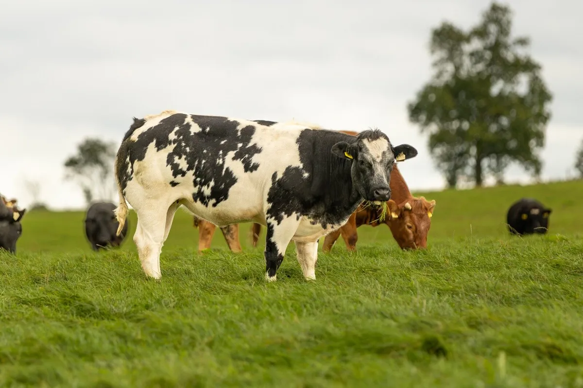 61 Breeding heifers - Image 2