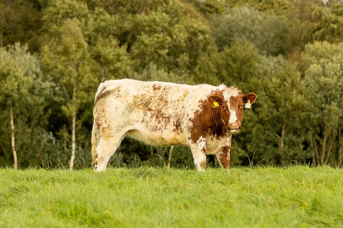61 Breeding heifers - Image 3