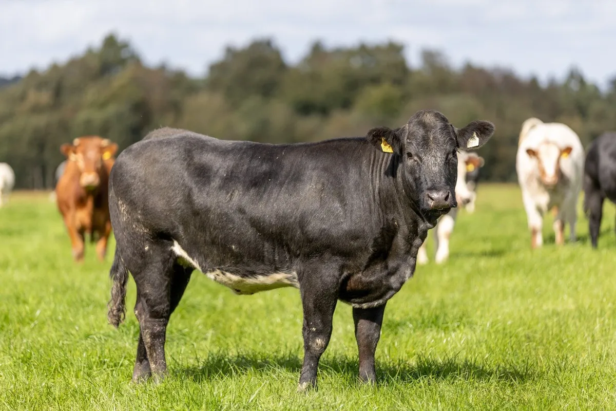 61 Breeding heifers - Image 4