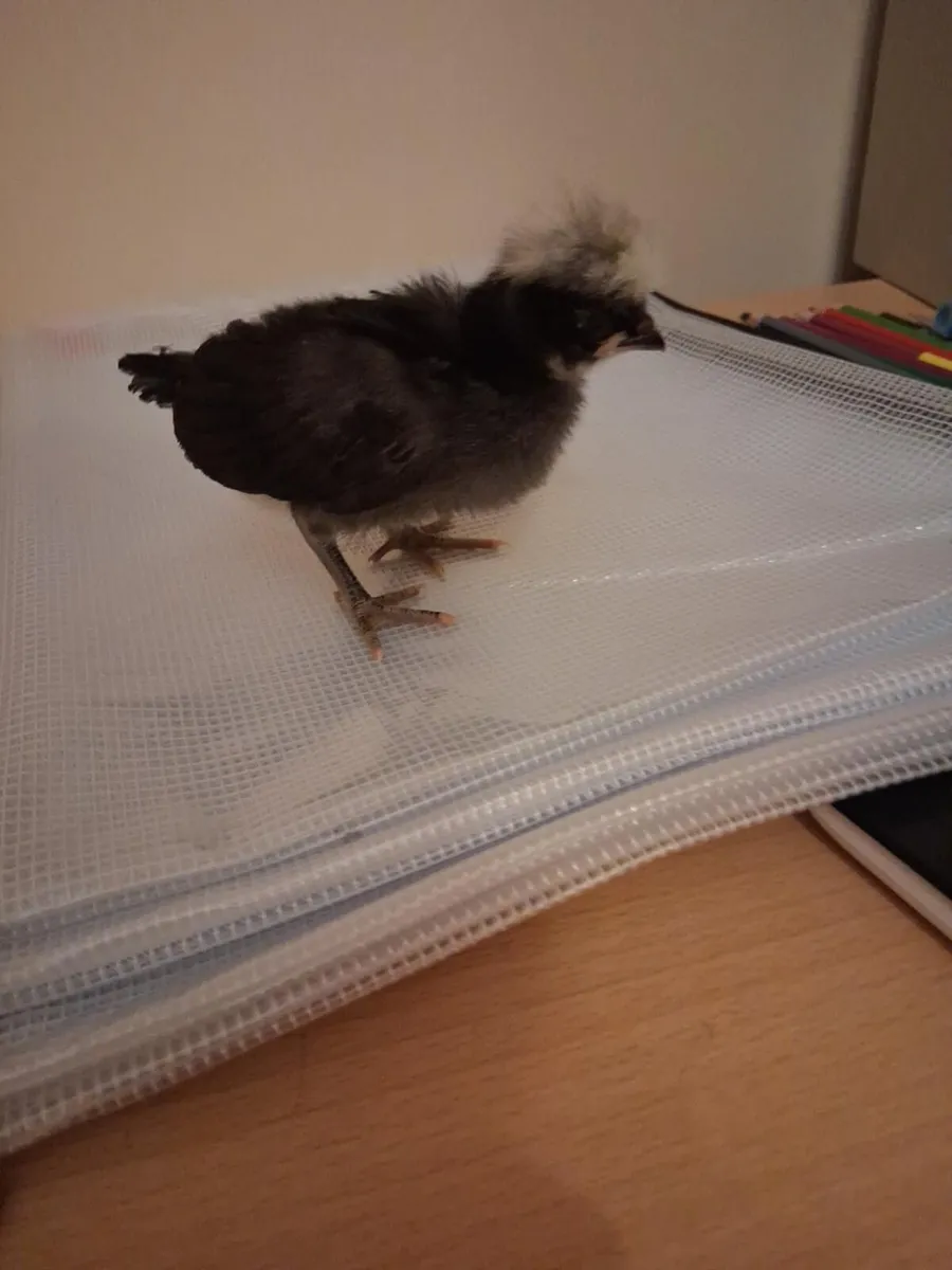 3 week old chicks and hatching eggs available - Image 3