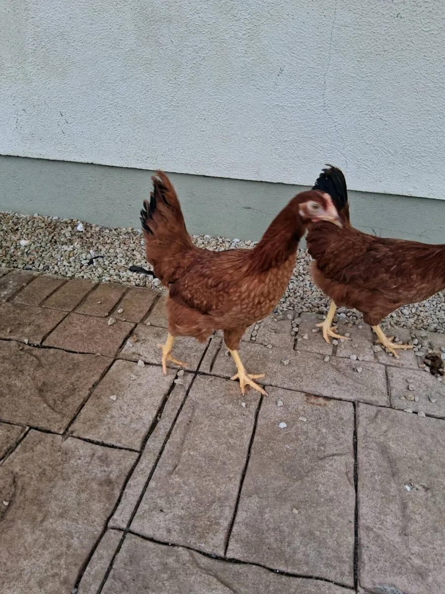 3 week old chicks and hatching eggs available - Image 4