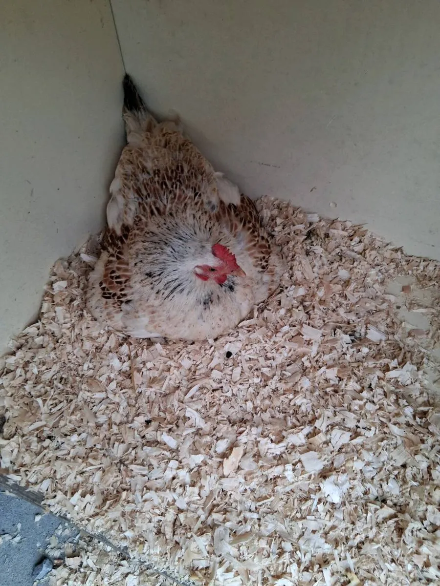 Lavender pekin chicks and hatching eggs available - Image 2