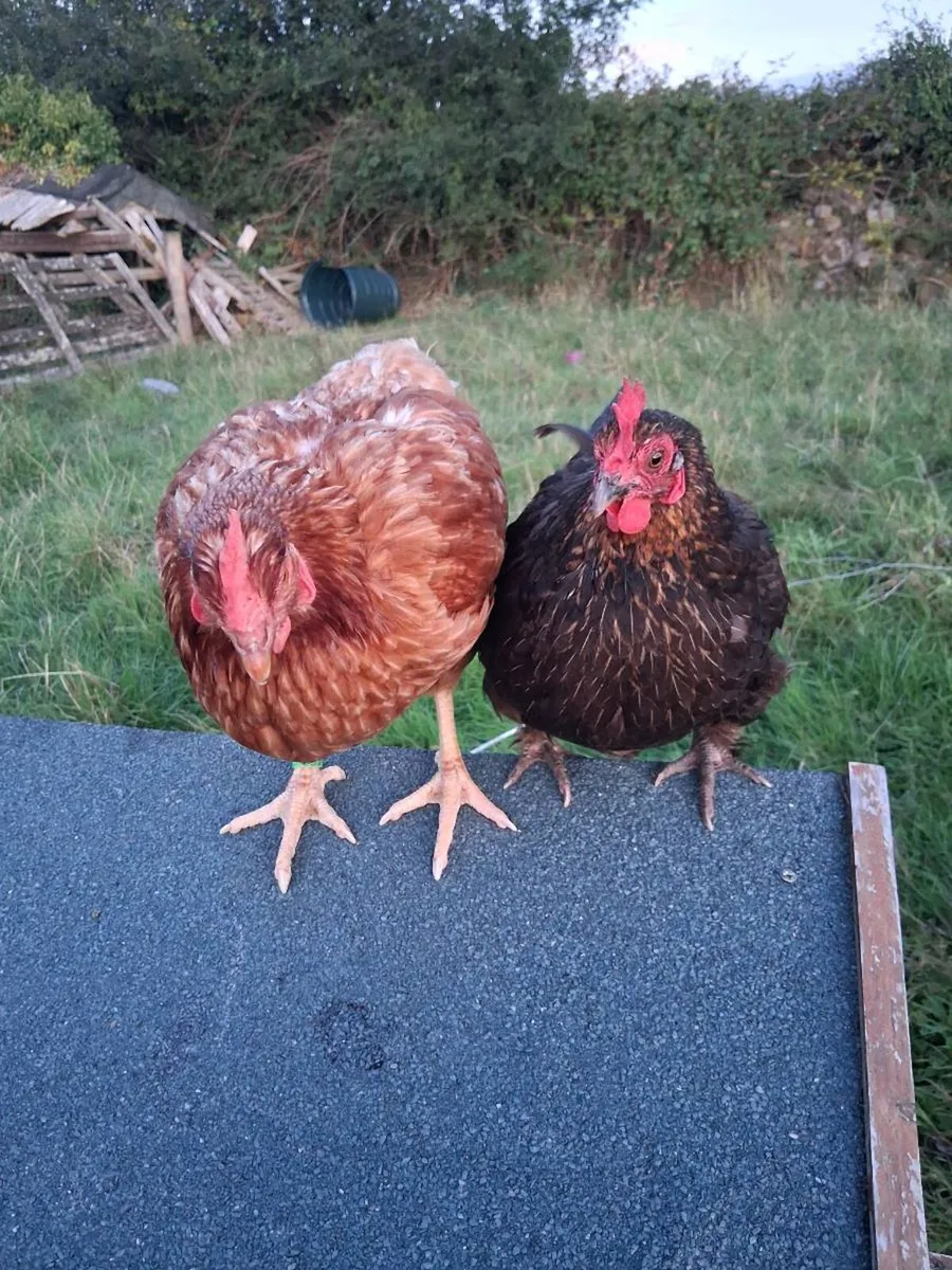 Lavender pekin chicks and hatching eggs available - Image 3