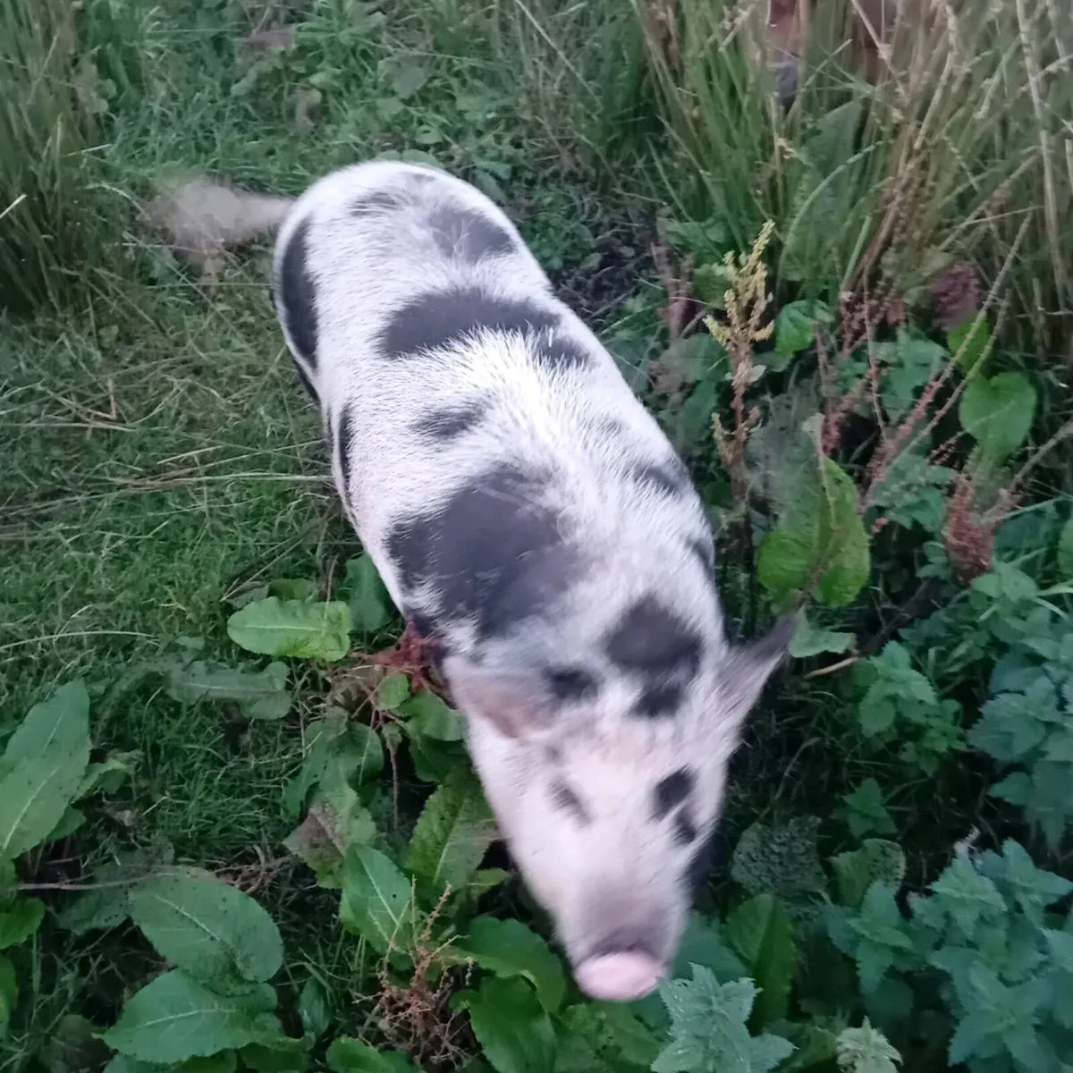 Kune kunes - Image 2