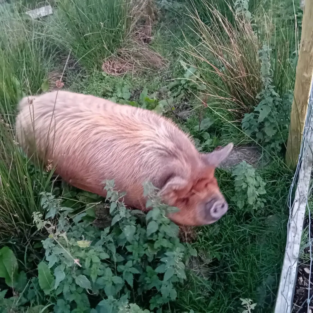 Kune kunes - Image 3