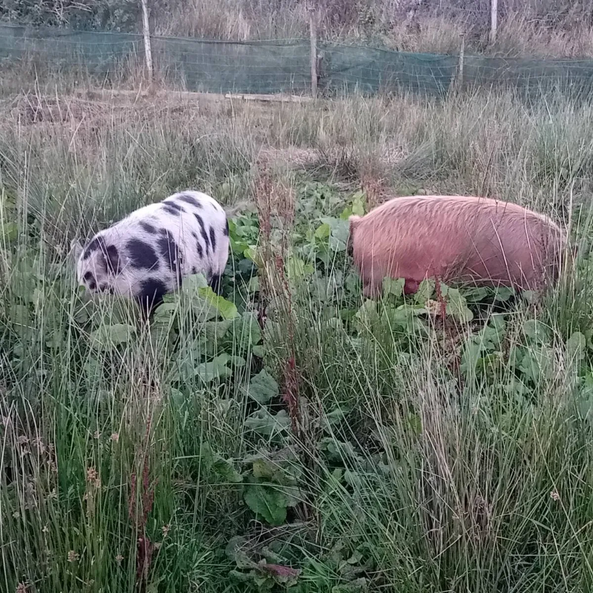 Kune kunes - Image 4