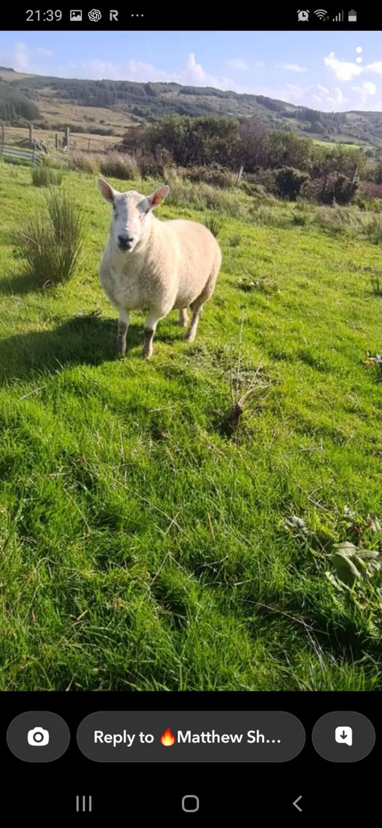 Suffock and north country cheviot ram - Image 2