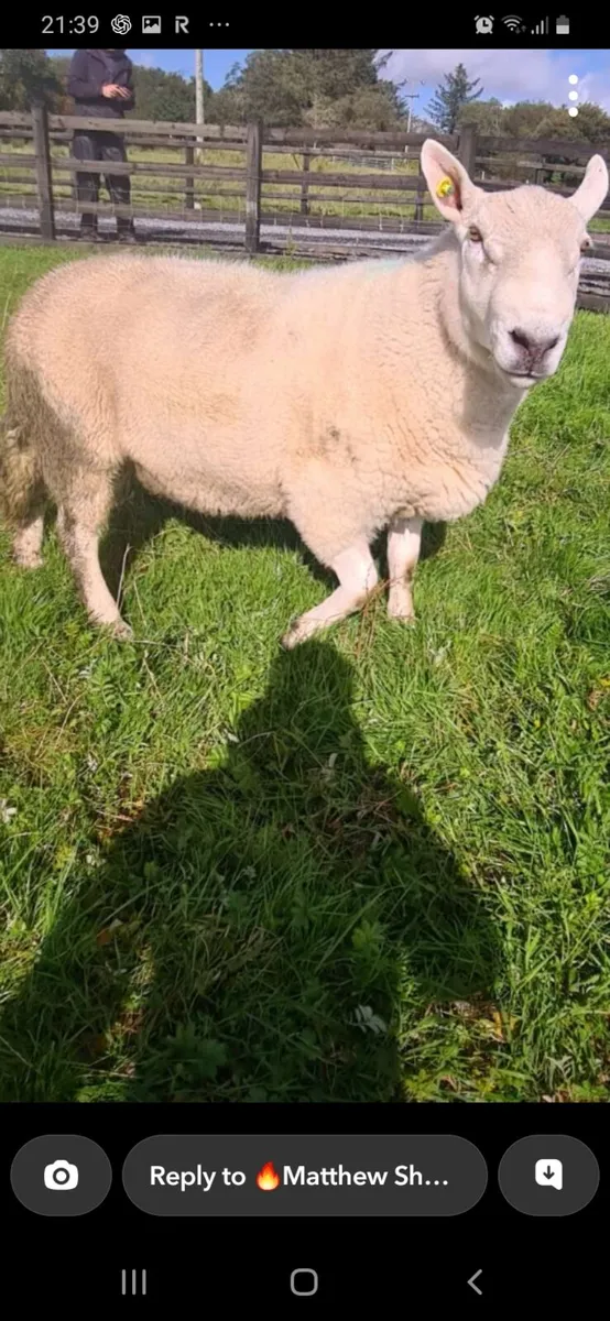 Suffock and north country cheviot ram - Image 4