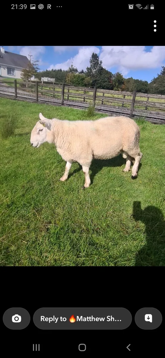Suffock and north country cheviot ram - Image 3