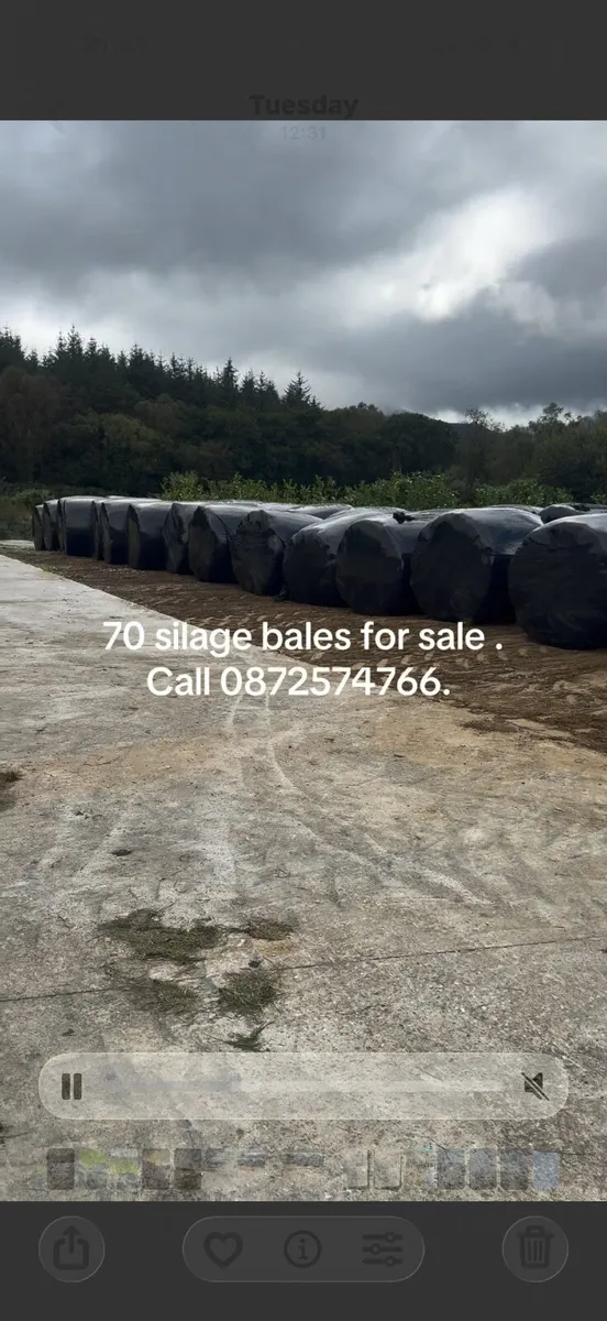 Hay/silage . - Image 2