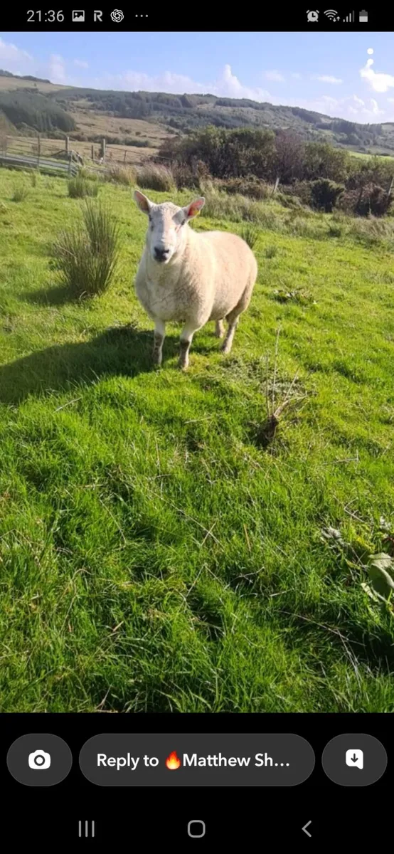 2 yr pb north country cheviot ram - Image 1