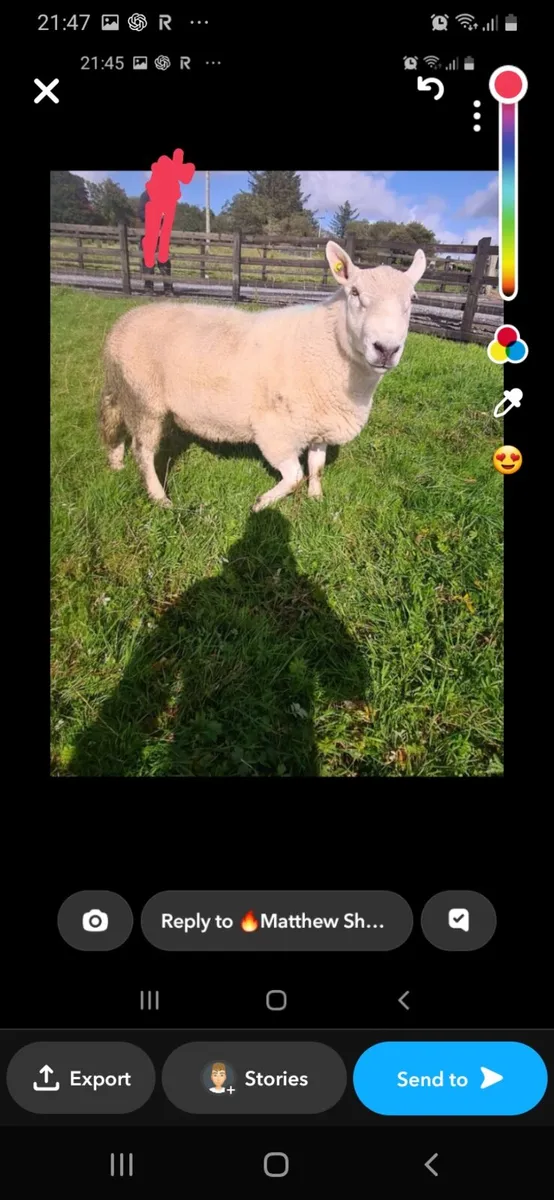 2 yr pb north country cheviot ram - Image 4