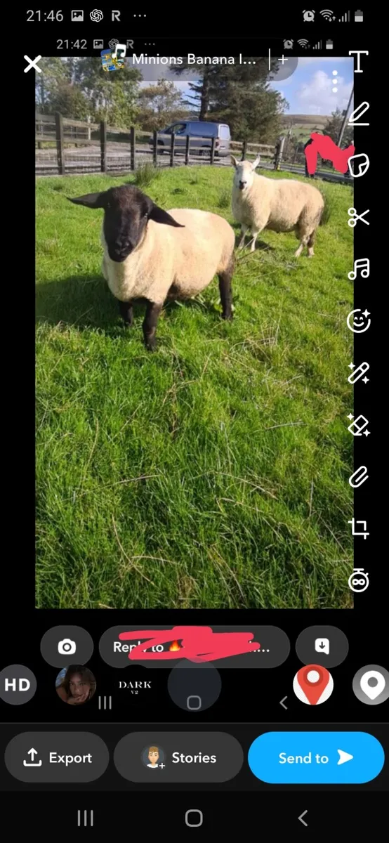 Suffock and north country cheviot ram - Image 1