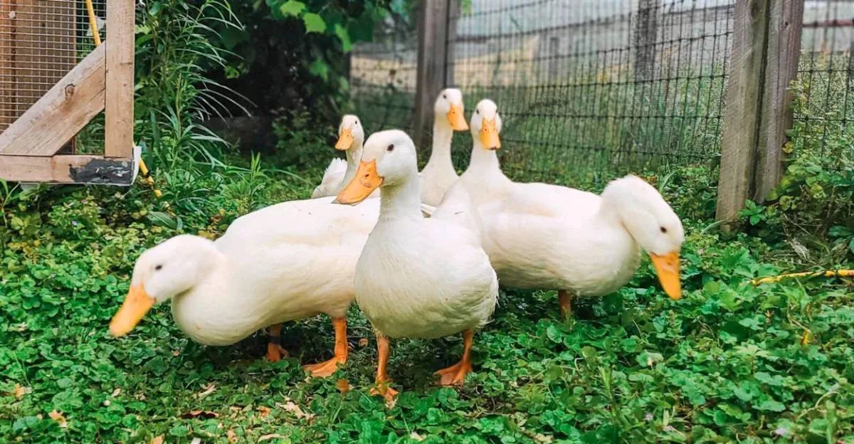 Chiltren hybred ducks
