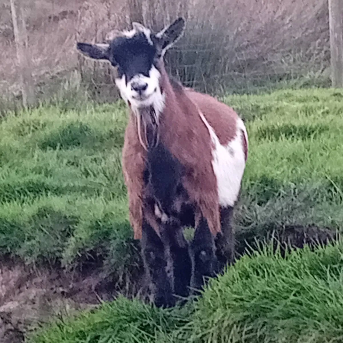 Pygmy goats - Image 4