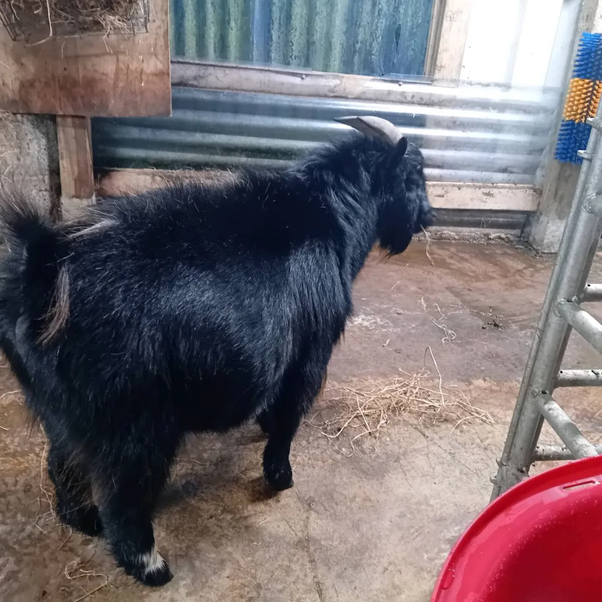 Pygmy goats - Image 1