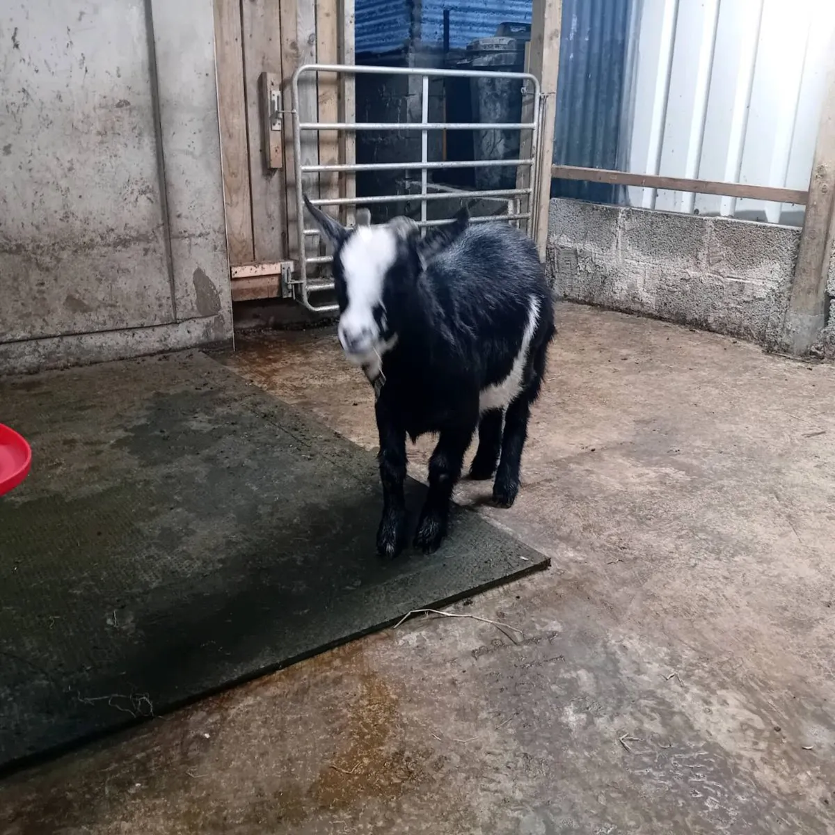 Pygmy goats - Image 2