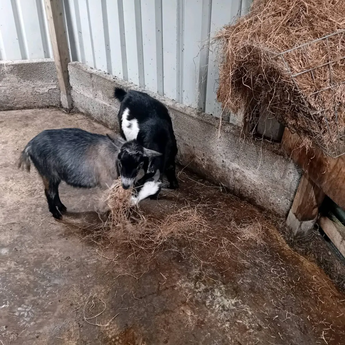 Pygmy goats - Image 3