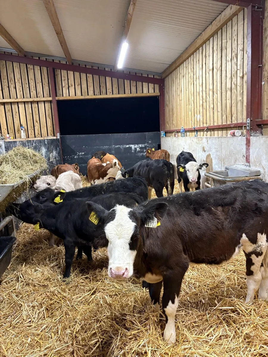 11 super 2 month old well reared heifers - Image 1