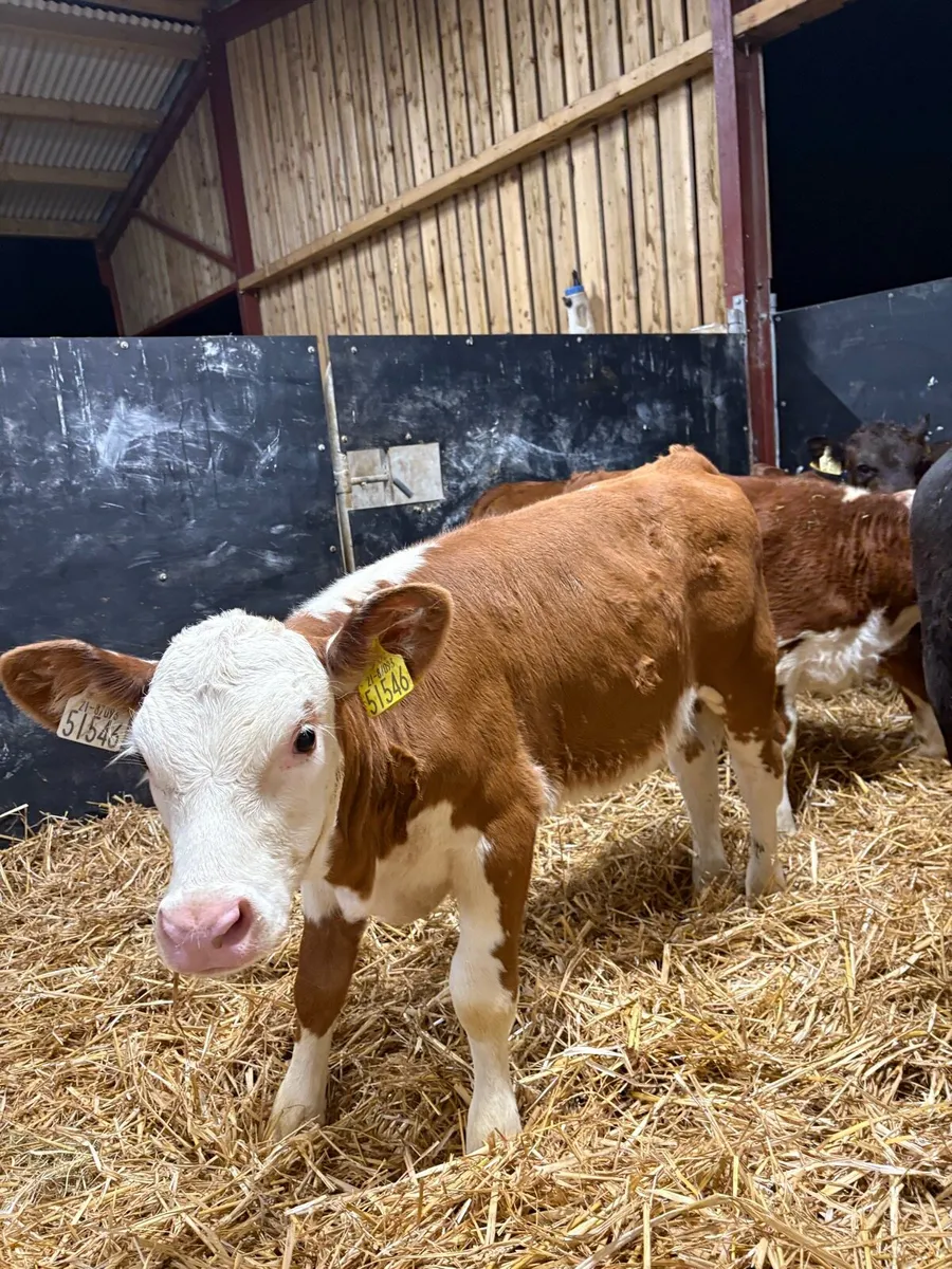 11 super 2 month old well reared heifers - Image 2