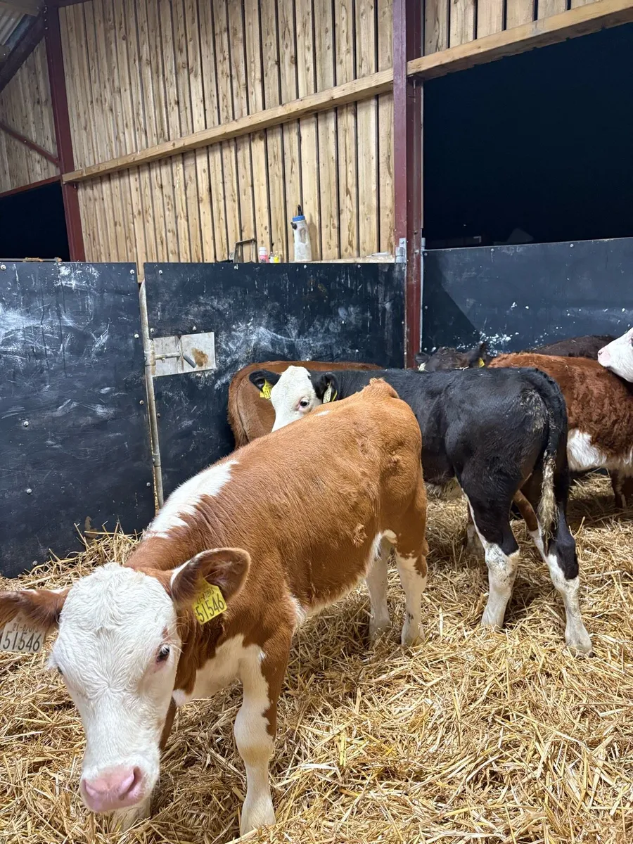 11 super 2 month old well reared heifers - Image 3