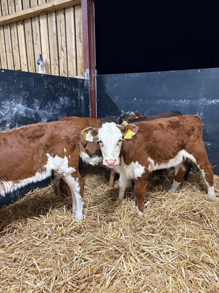 11 super 2 month old well reared heifers - Image 4