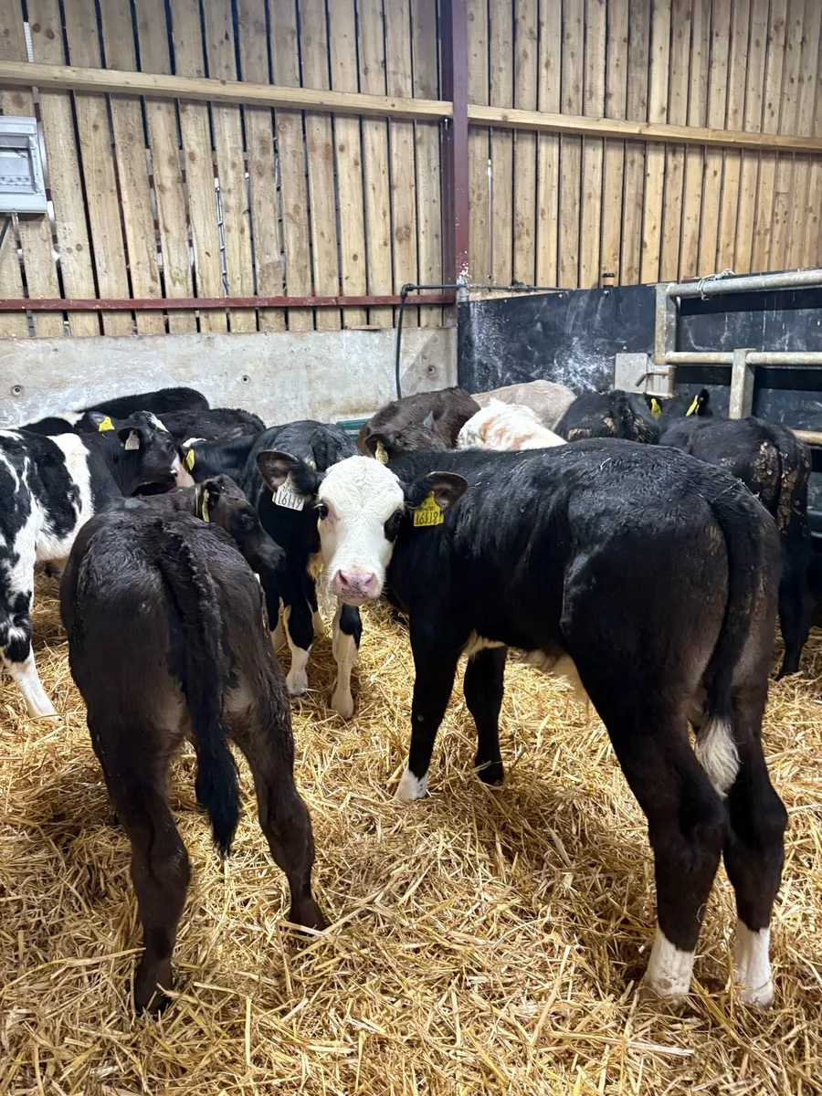 10 top quality 2 month old bull runners - Image 1