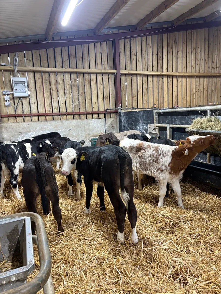 10 top quality 2 month old bull runners - Image 2