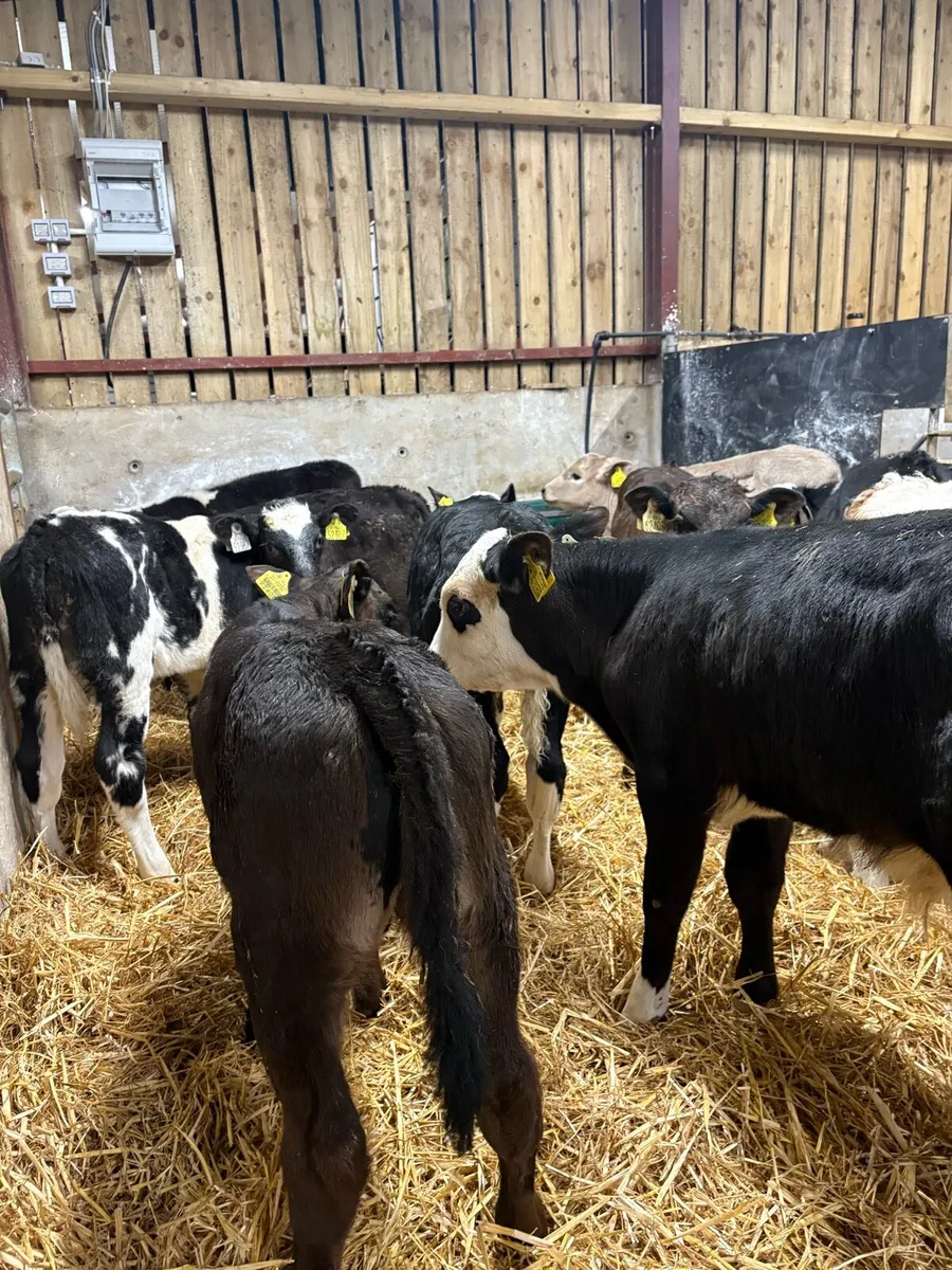 10 top quality 2 month old bull runners - Image 3