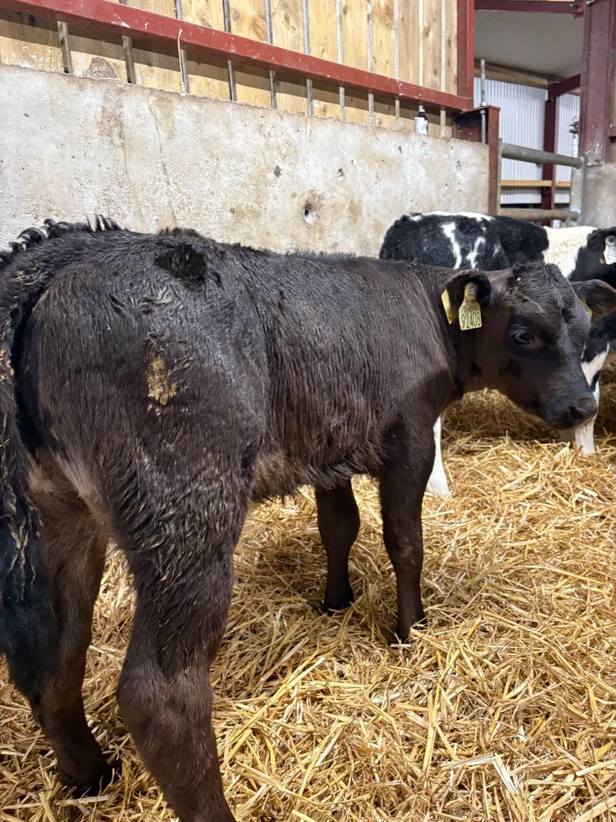 10 top quality 2 month old bull runners - Image 4