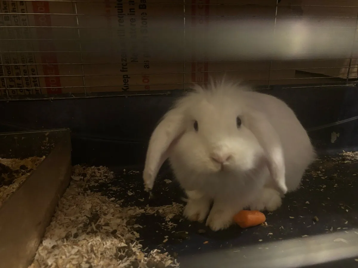 Cashmere lops and lop eared - Image 1