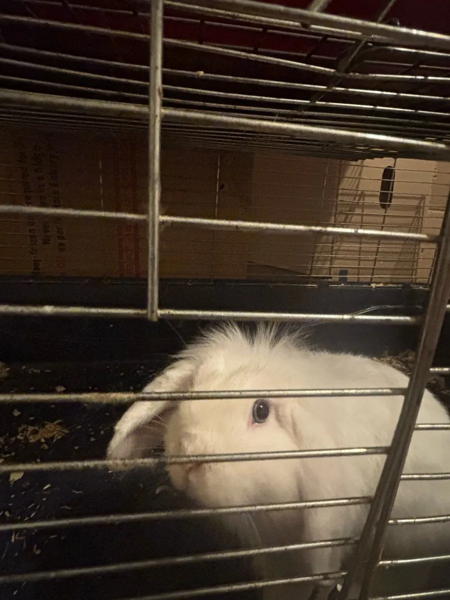 Cashmere lops and lop eared - Image 2