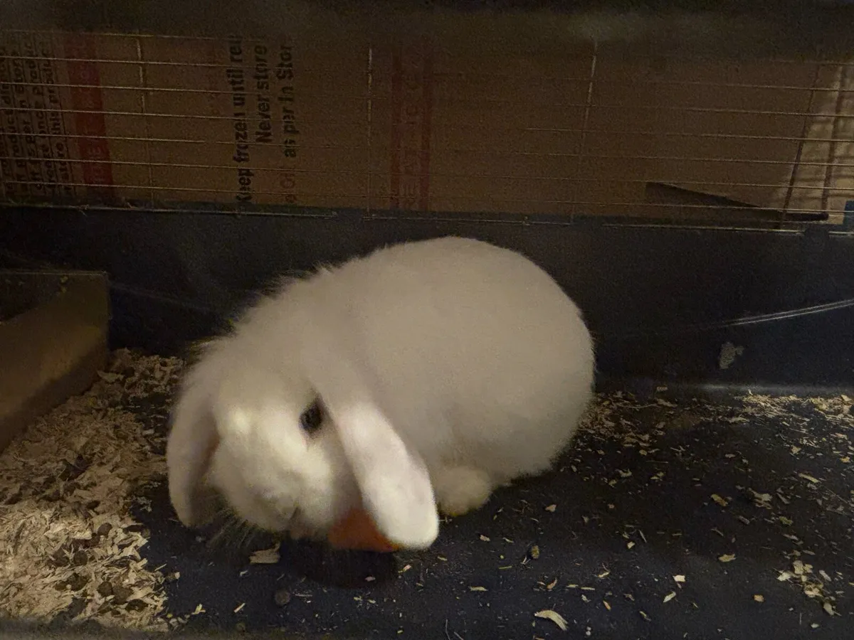 Cashmere lops and lop eared - Image 3