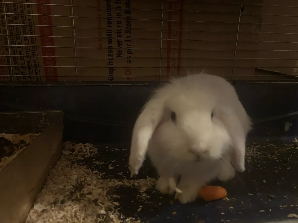 Cashmere lops and lop eared - Image 4