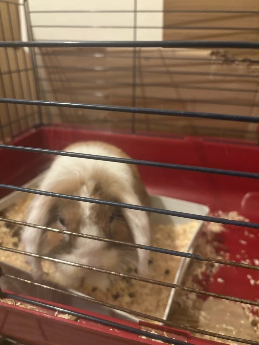 Cashmere lops and lop eared - Image 4