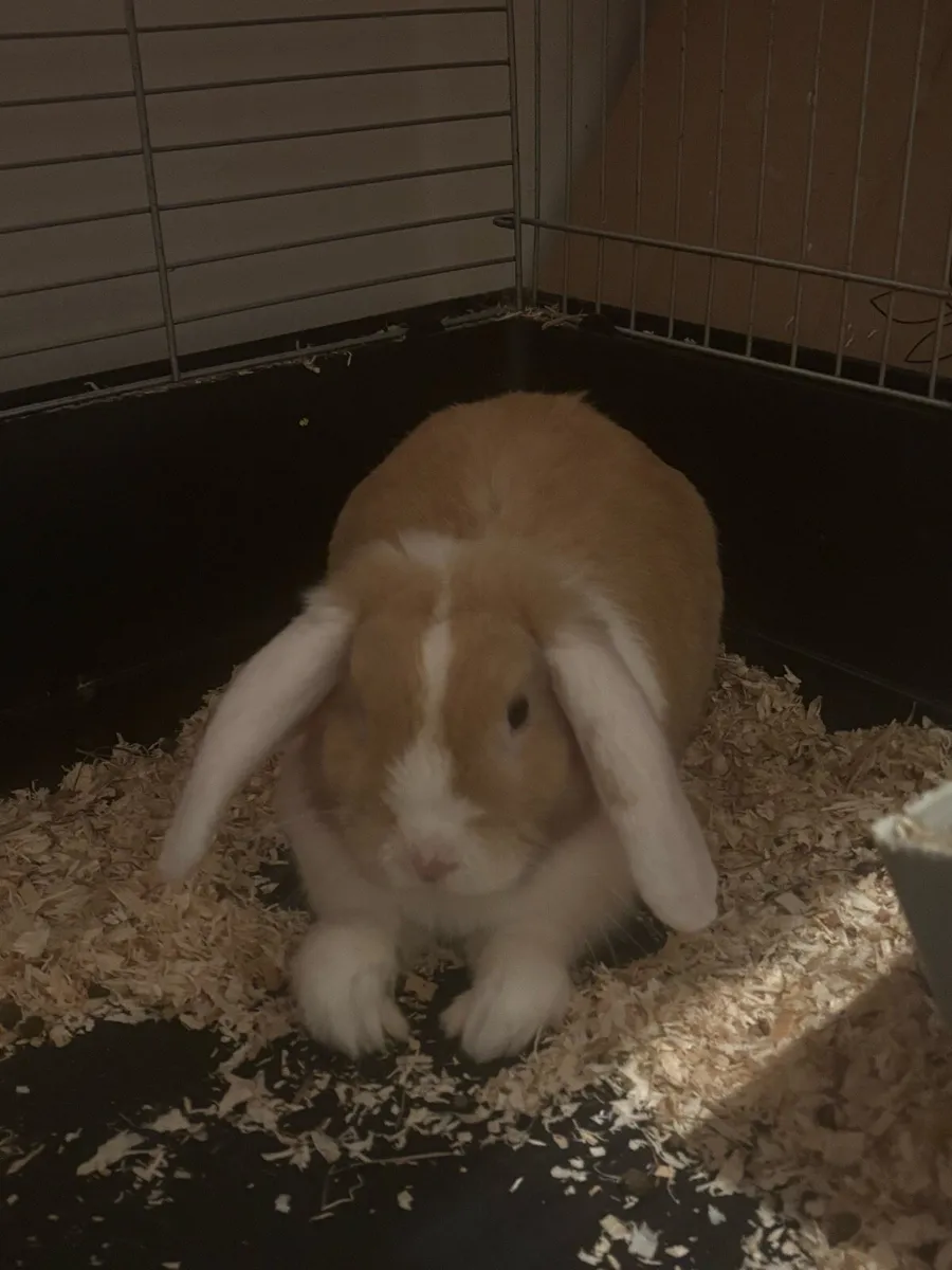 Lop eared rabbits - Image 1