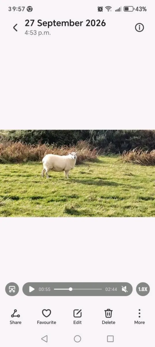 Hoggets for sale - Image 1