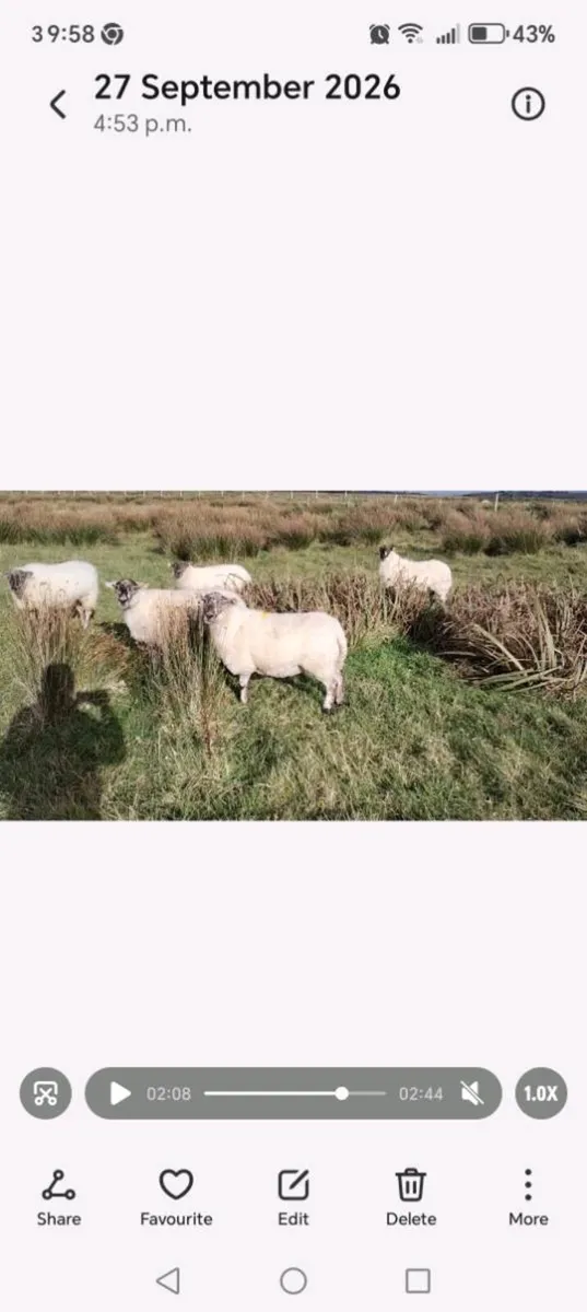 Hoggets for sale - Image 2