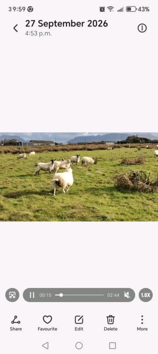 Hoggets for sale - Image 3