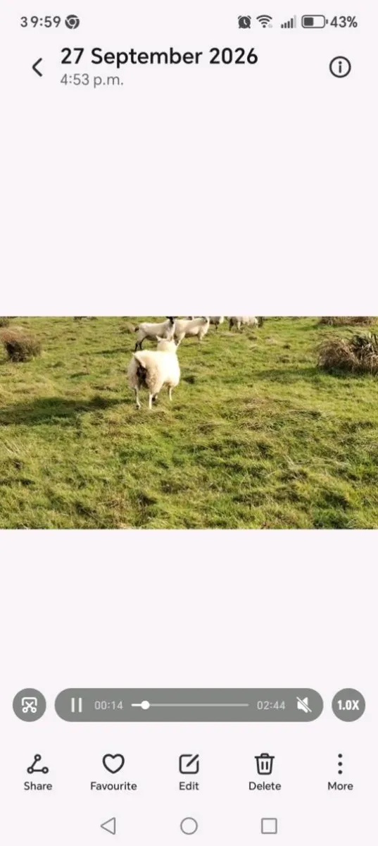Hoggets for sale - Image 4