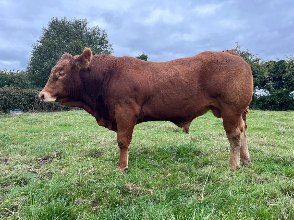 Pedigree Limousin Bulls - Image 2